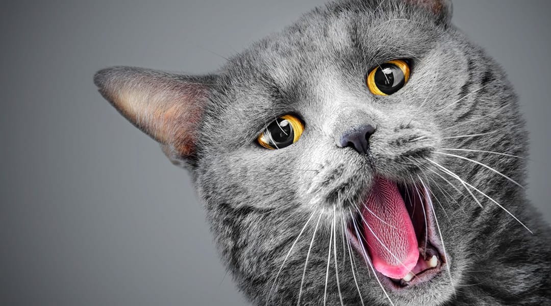 Does Your Cat Have Urination Issues?