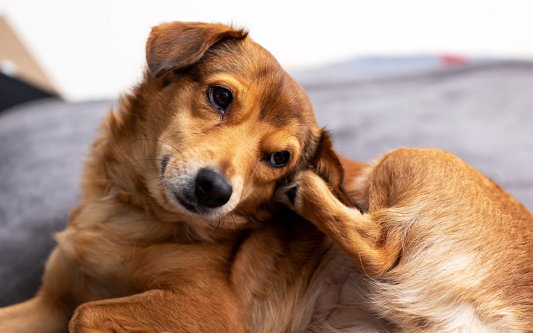 Dog and Cat Allergies