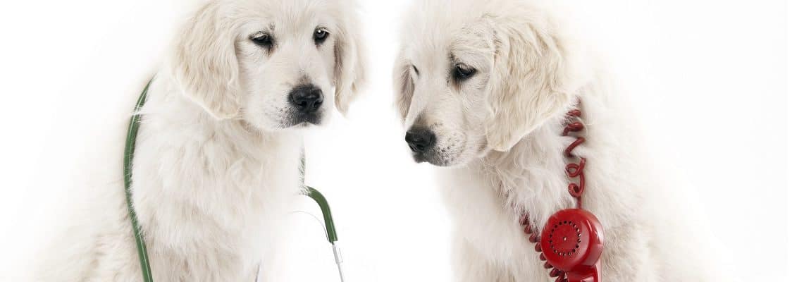 Sick pups calling vet