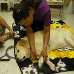 Acupuncture for Pets