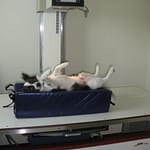 Dog Being X-rayed