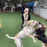 Dogs playing