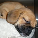 Puppy Sleeping