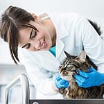 Vet with Cat