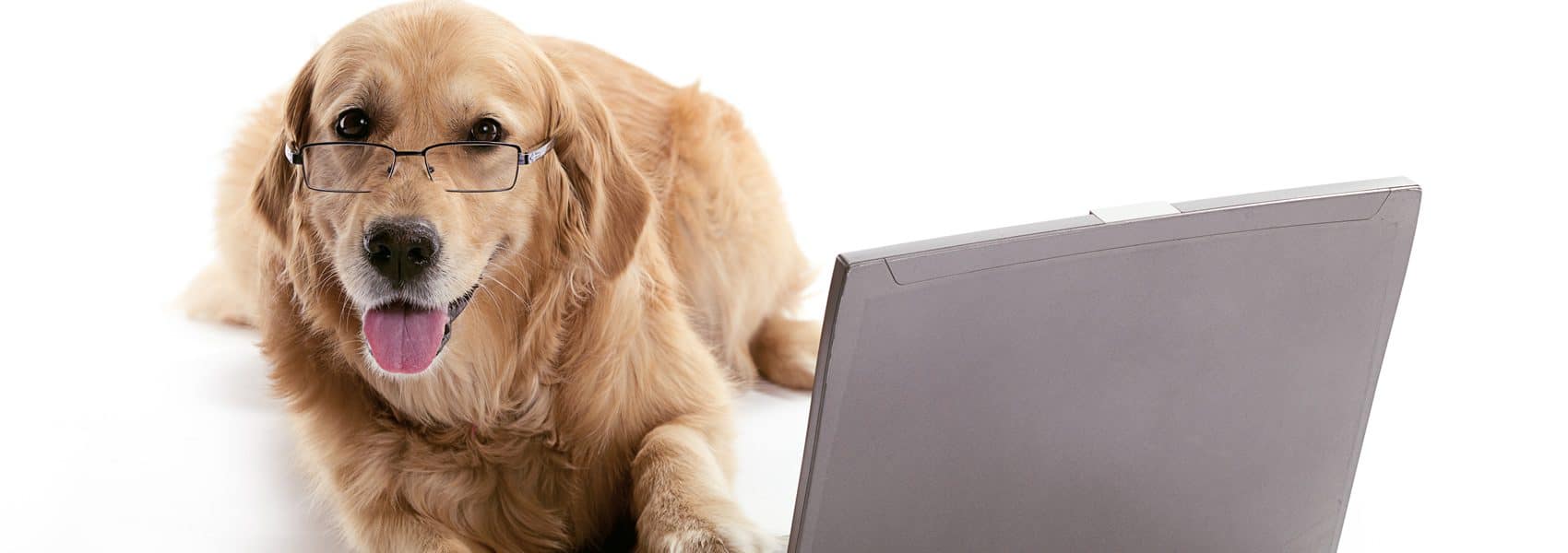 Laptop Golden Retriever