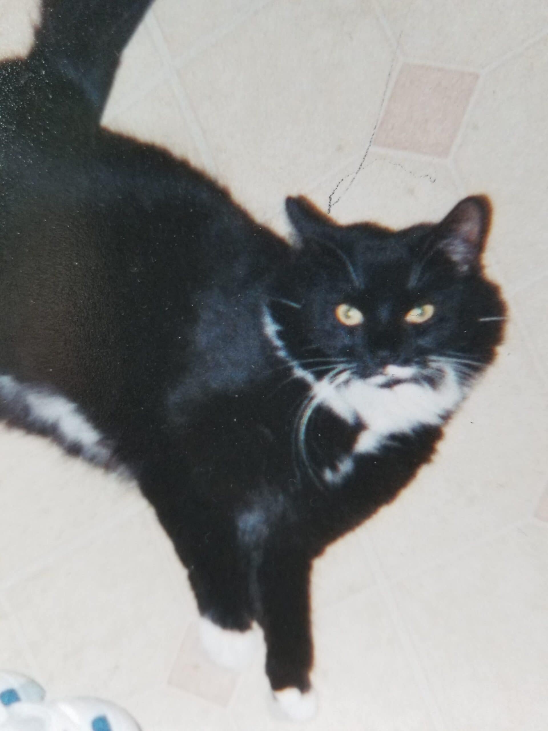 Tuxcedocat Pet Services