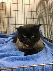 Happy Tails a Maryland Pet Gazette sponsor