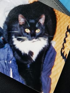 Tuxcedocat Pet Services