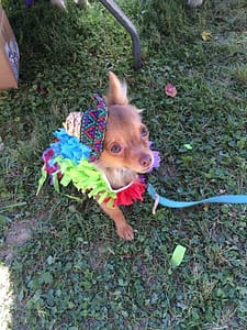 Dogfest sponsored by Collector Car Guide