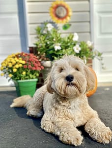 No Problem Dog Training a Maryland Pet Gazette sponsor