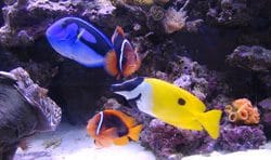 How to Introduce Fish to Your Aquarium