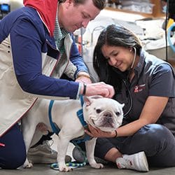 Veterinary Emergency Group Pikesville a Maryland Pet Gazette Sponsor