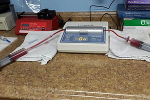 Holistic Veterinary Healing