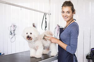 Harford Community College Dog Grooming Program