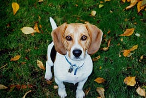 Frederick County Animal Control a Maryland Pet Gazette sponsor