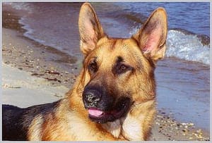 No Problem Dog Training a Maryland Pet Gazette sponsor