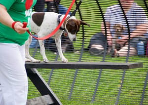 Paws in the Park a Maryland Pet Gazette sponsor