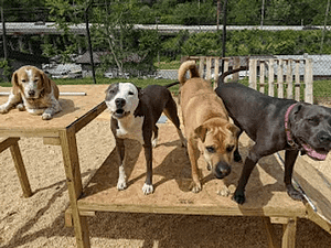 The Crate Escape of Baltimore a Maryland Pet Gazette Sponsor