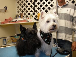 Groomery of Mt. Washington