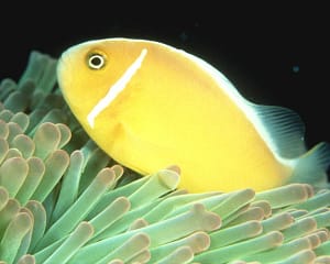 Yellow Fish