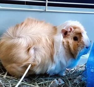 Humane Society of Harford Co. a Maryland Pet Gazette sponsor