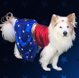 Boos and Brews promoted by Maryland Pet Gazette