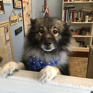 Furkids Pet Grooming a Maryland Pet Gazette sponsor