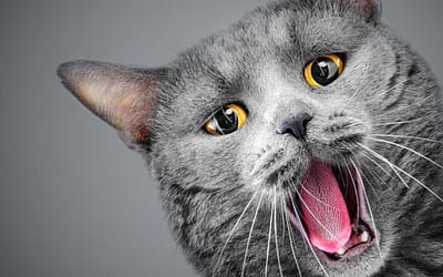 Does Your Cat Have Urination Issues?