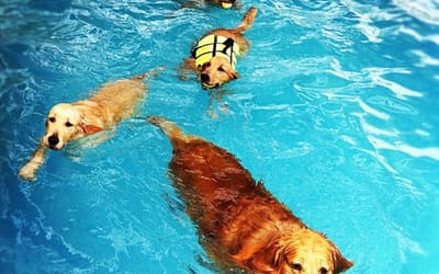 Water Safety for Pets: Tips Every Pet Parent Should Know