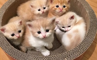 Puppies and Kittens Need Blood Work Too!