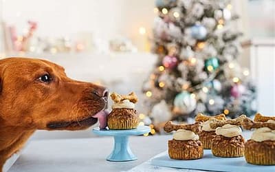 How to Keep Your Dog Calm Around Guests During the Holidays