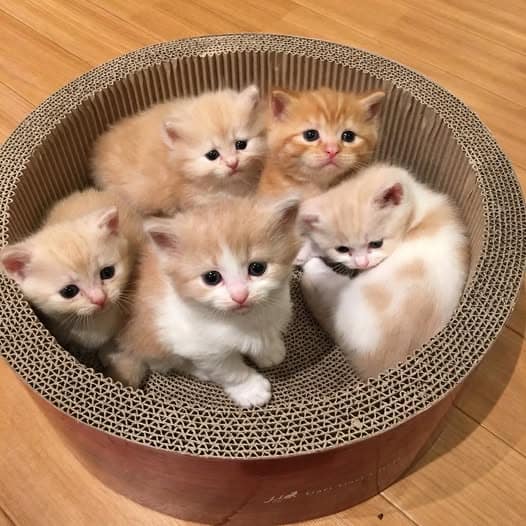 Puppies and Kittens Need Blood Work Too!