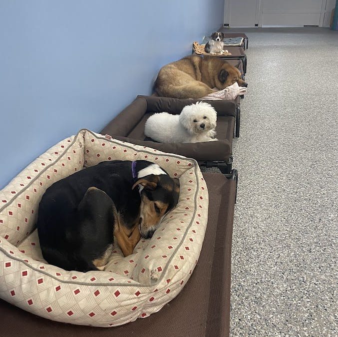 Choosing a Pet Boarding Facility